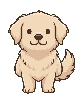 A golden puppy