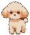 A small apricot poodle